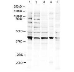 Anti-RING1B Antibody - Western Blot. Western blot of Affinity Purified anti-RING1B antibody shows detection of a 38 kD band corresponding to human RING1B in 3T3 (lane 1), U937 (lane 2), Jurkat (lane 3), mouse brain (lane 4) and CHO-K1 (lane 5) cell lysates. Approximately 20 ug of lysate was run on a SDS-PAGE and transferred onto nitrocellulose followed by reaction with a 1:500 dilution of anti-RING1B antibody incubated at room temperature. Signal was detected using standard techniques.
