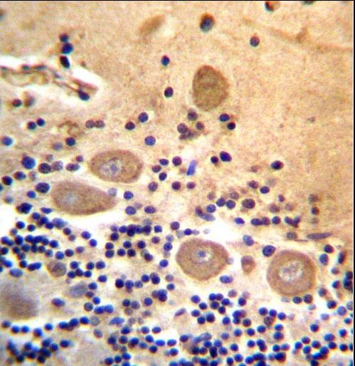 RTDR1 Antibody immunohistochemistry of formalin-fixed and paraffin-embedded human cerebellum tissue followed by peroxidase-conjugated secondary antibody and DAB staining.