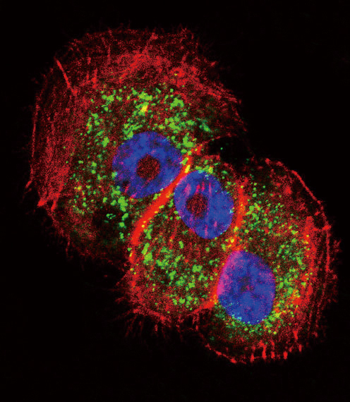 Confocal immunofluorescent of Parkin Antibody with NCI-H460 cell followed by Alexa Fluor 488-conjugated goat anti-rabbit lgG (green). Actin filaments have been labeled with Alexa Fluor 555 phalloidin (red). DAPI was used to stain the cell nuclear (blue).