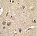 S100A1 Antibody immunohistochemistry of formalin-fixed and paraffin-embedded human brain tissue followed by peroxidase-conjugated secondary antibody and DAB staining.