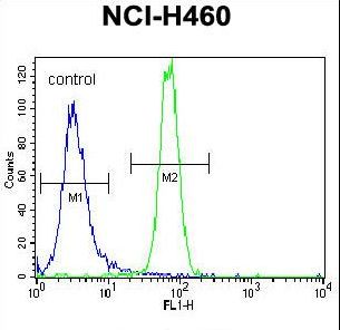 Parkin Antibody flow cytometry of NCI-H460 cells (right histogram) compared to a negative control cell (left histogram). FITC-conjugated goat-anti-rabbit secondary antibodies were used for the analysis.