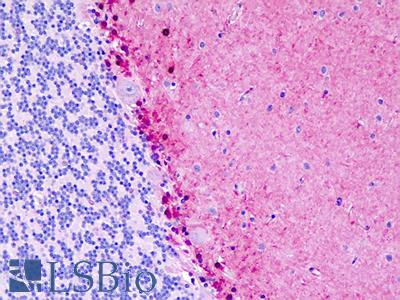 Anti-S100B / S100 antibody IHC staining of human brain, cerebellum. Immunohistochemistry of formalin-fixed, paraffin-embedded tissue after heat-induced antigen retrieval.
