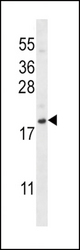 CXCL12 Antibody western blot of NCI-H292 cell line lysates (35 ug/lane). The CXCL12 antibody detected the CXCL12 protein (arrow).