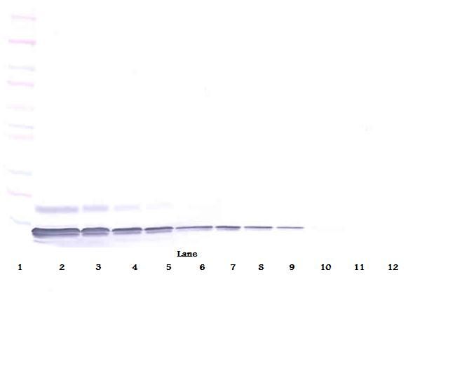 Western Blot (non-reducing) of SDF-1 / CXCL12 antibody LS-B7489