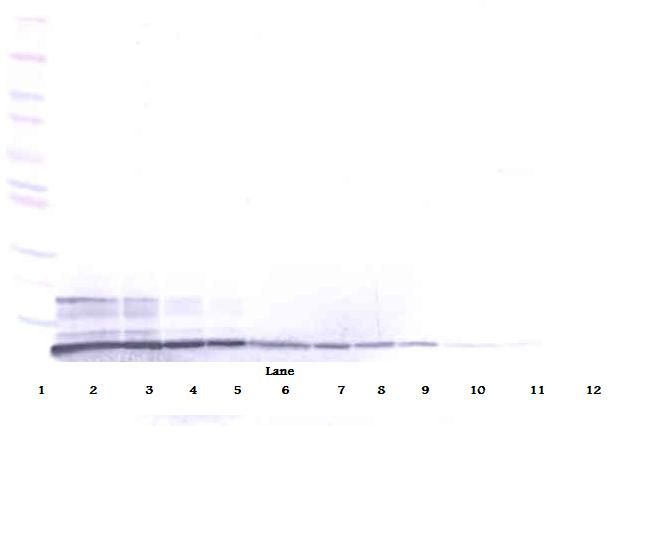 Western Blot (reducing) of SDF-1 / CXCL12 antibody LS-B7489