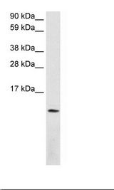 Fetal Lung Lysate