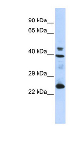 SEPP1 antibody LS-C110897 Western blot of 293T cell lysate.