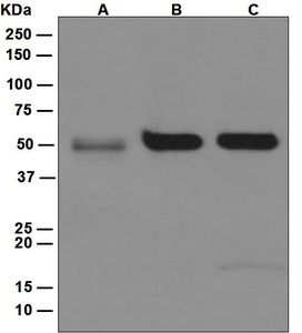 Western blot analysis on (A) human heart, (B) HepG2, and (C) 293T lysates using anti-SELP antibody.