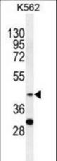 SPB4 Antibody western blot of K562 cell line lysates (35 ug/lane). The SPB4 antibody detected the SPB4 protein (arrow).