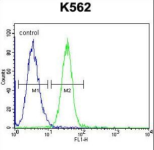 SPB4 Antibody flow cytometry of K562 cells (right histogram) compared to a negative control cell (left histogram). FITC-conjugated goat-anti-rabbit secondary antibodies were used for the analysis.