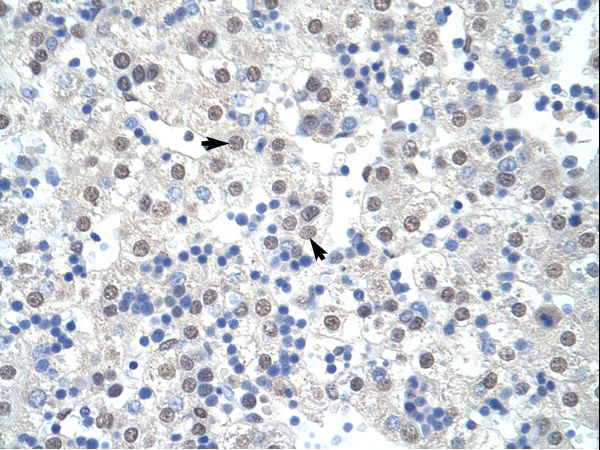 SF3B1 antibody LS-C31740 was used in IHC to stain formalin-fixed, paraffin-embedded human liver.