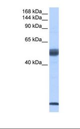 Placenta cell lysate. Antibody concentration: 2.0 ug/ml. Gel concentration: 6%-18%.