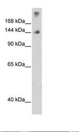 Fetal Thymus Lysate