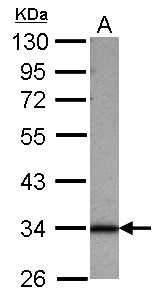 Sample (30 ug of whole cell lysate) A: 293T 10% SDS PAGE SFXN1 antibody diluted at 1:1000