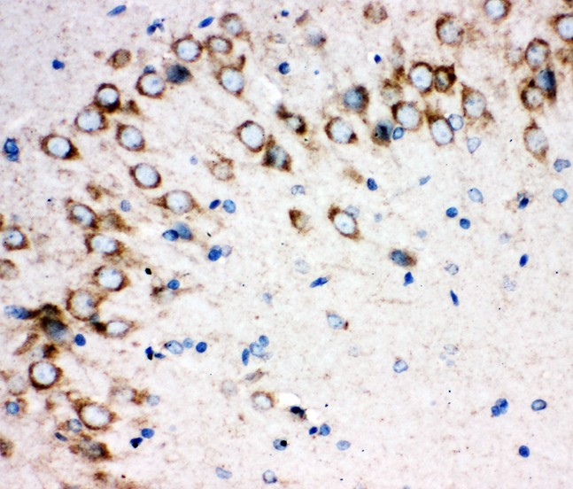 Sonic Hedgehog antibody IHC-paraffin: Rat Brain Tissue.