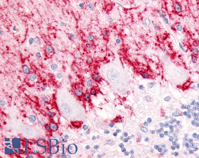 Anti-SLC1A3 / GLAST antibody LS-A9447 IHC of human brain, cerebellum, molecular layer and Purkinje layer. Immunohistochemistry of formalin-fixed, paraffin-embedded tissue after heat-induced antigen retrieval.
