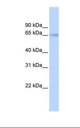Fetal lung lysate. Antibody concentration: 1.0 ug/ml. Gel concentration: 12%.