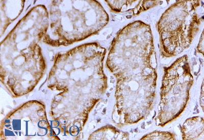 SLC26A1 antibody (2 ug/ml) staining of paraffin embedded Human Kidney. Steamed antigen retrieval with citrate buffer pH 6, HRP-staining.