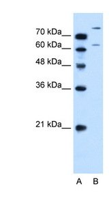SLC26A1 antibody LS-C40441 Western blot of HepG2 cell lysate.