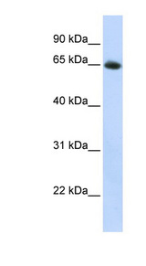 SLC2A4 / GLUT4 antibody LS-C110819 Western blot of HepG2 cell lysate.