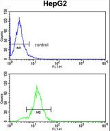 SLC38A3 Antibody flow cytometry of HepG2 cells (bottom histogram) compared to a negative control cell (top histogram). FITC-conjugated goat-anti-rabbit secondary antibodies were used for the analysis.