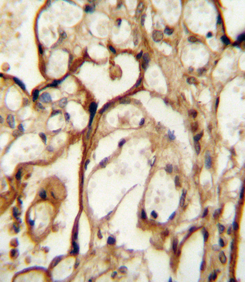 SLC3A2 Antibody immunohistochemistry of formalin-fixed and paraffin-embedded human placenta tissue followed by peroxidase-conjugated secondary antibody and DAB staining.