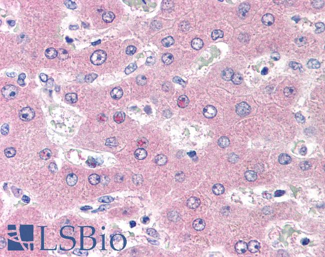 Anti-CD98 antibody IHC of human liver. Immunohistochemistry of formalin-fixed, paraffin-embedded tissue after heat-induced antigen retrieval. Antibody LS-B2271 concentration 10 ug/ml.