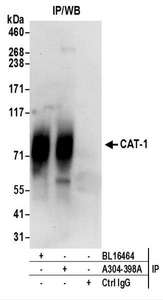 Detection of Human CAT-1 by Western Blot of Immunoprecipitates. Samples: Whole cell lysate (0.5 or 1.0 mg per IP reaction; 20% of IP loaded) prepared using RIPA buffer from Jurkat cells. Antibodies: Affinity purified rabbit anti-CAT-1 antibody used for IP at 6 ug per reaction. CAT-1 was also immunoprecipitated by rabbit anti-CAT-1 antibody BL16464. For blotting immunoprecipitated CAT-1, was used at 1 ug/ml. Detection: Chemiluminescence with an exposure time of 30 seconds.