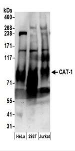 Detection of Human CAT-1 by Western Blot. Samples: Whole cell lysate (50 ug) prepared using RIPA buffer from HeLa, 293T, and Jurkat cells. Antibodies: Affinity purified rabbit anti-CAT-1 antibody used for WB at 0.1 ug/ml. Detection: Chemiluminescence with an exposure time of 3 minutes.