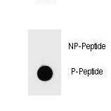 Dot blot of Phospho-PARP1-S864 Antibody Phospho-specific antibody on nitrocellulose membrane. 50ng of Phospho-peptide or Non Phospho-peptide per dot were adsorbed. Antibody working concentrations are 0.6ug per ml.