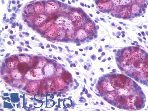 Human Colon: Formalin-Fixed, Paraffin-Embedded (FFPE)
