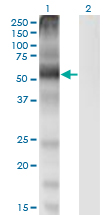 Western Blot analysis of SLC7A1 expression in transfected 293T cell line by SLC7A1 monoclonal antibody (M02), clone 2B9.Lane 1: SLC7A1 transfected lysate (Predicted MW: 67.6 KDa).Lane 2: Non-transfected lysate.