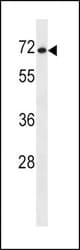SLC7A1 Antibody western blot of NCI-H460 cell line lysates (35 ug/lane). The SLC7A1 antibody detected the SLC7A1 protein (arrow).