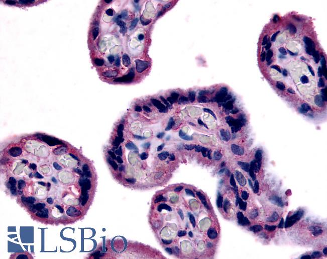 Anti-SLC7A5 antibody LS-A3097 IHC of human placenta. Immunohistochemistry of formalin-fixed, paraffin-embedded tissue after heat-induced antigen retrieval.