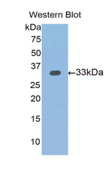 Western blot of recombinant SLIT1 / SLIT-1.