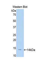 Western blot of recombinant SLIT1 / SLIT-1.