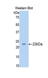 Western blot of recombinant SLIT1 / SLIT-1.