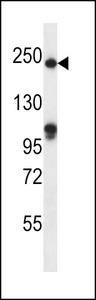 SLIT1 Antibody western blot of mouse heart tissue lysates (35 ug/lane). The SLIT1 antibody detected the SLIT1 protein (arrow).