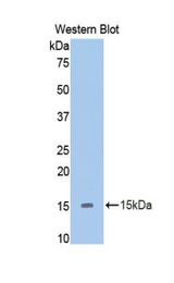 Western blot of recombinant SLIT2 / SLIT-2.
