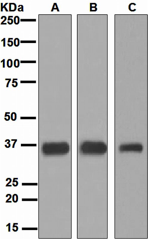 Western blot analysis on (A) HeLa, (B) HepG2, (C) K562 cell lysates using anti-SMN antibody.