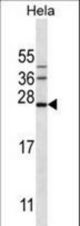 SRGN Antibody western blot of HeLa cell line lysates (35 ug/lane). The SRGN antibody detected the SRGN protein (arrow).