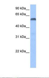Hela cell lysate. Antibody concentration: 1.0 ug/ml. Gel concentration: 12%.