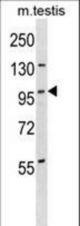 STK11IP Antibody western blot of mouse testis tissue lysates (35 ug/lane). The STK11IP antibody detected the STK11IP protein (arrow).