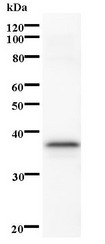 Western blot of immunized recombinant protein using STK3 antibody.
