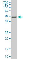 Antibody LS-B6231, Western blot of STK38 expression in NIH/3T3.
