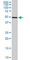STK38 monoclonal antibody (M02), clone 3A5. Western blot of STK38 expression in NIH/3T3.