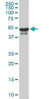 STK38 monoclonal antibody (M02), clone 3A5. Western blot of STK38 expression in PC-12.