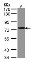 Sample (30 ug of whole cell lysate). A: A431 . 7.5% SDS PAGE. C9orf96 antibody diluted at 1:5000