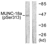 Western blot of extracts from COS7 cells treated with PMA 125ng/ml 30', using MUNC-18a (Phospho-Ser313) Antibody. The lane on the right was incubated with synthetic peptide.