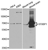 Western blot analysis of extracts of various cell lines, using STXBP1 antibody.